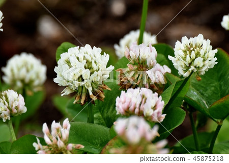 White clover (Shirotsumexa) blooming in Mitaka Nakahara 45875218
