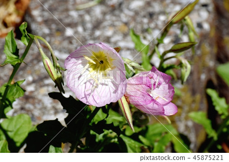 開花在三鷹中原的小山櫻桃樹 開花在三鷹中原的小山櫻桃樹 45875221