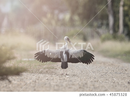 Anastomus oscitans bird art of image. Anastomus oscitans bird art of image. 45875328