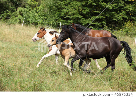 Batch of horses running on pasturage Batch of horses running on pasturage 45875334