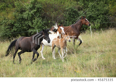 Batch of horses running on pasturage 45875335