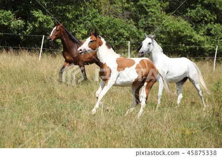 Batch of horses running on pasturage 45875338