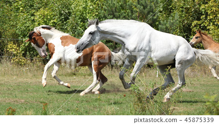 Batch of horses running on pasturage 45875339