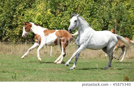 Batch of horses running on pasturage 45875340