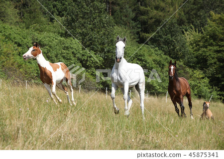 Batch of horses running on pasturage 45875341