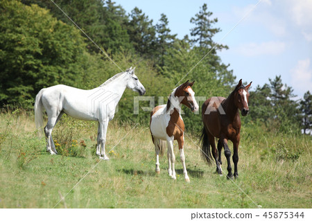 Batch of horses running on pasturage Batch of horses running on pasturage 45875344