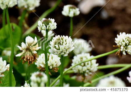 開花在三鷹中原的白三葉草(Shirotsumexa) 開花在三鷹中原的白三葉草(Shirotsumexa) 45875370