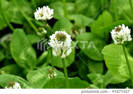 White clover (Shirotsumexa) blooming in Mitaka Nakahara 45875567