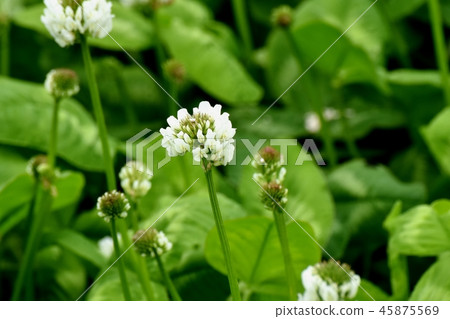 開花在三鷹中原的白三葉草(Shirotsumexa) 開花在三鷹中原的白三葉草(Shirotsumexa) 45875569