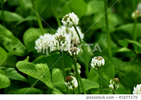 開花在三鷹中原的白三葉草（Shirotsumexa） 45875570