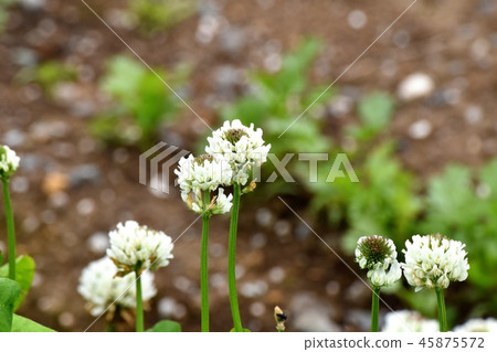 White clover (Shirotsumexa) blooming in Mitaka Nakahara White clover (Shirotsumexa) blooming in Mitaka Nakahara 45875572