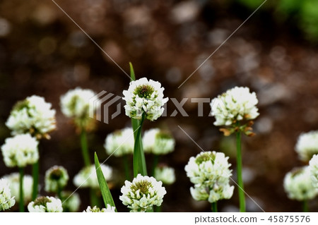 White clover (Shirotsumexa) blooming in Mitaka Nakahara 45875576