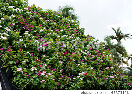 Catharanthus roseus. Catharanthus roseus. 45875598