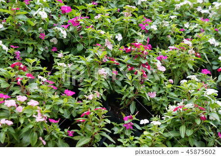 Catharanthus roseus. Catharanthus roseus. 45875602