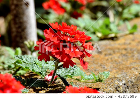 開花在三鷹中原的紅色馬鞭草屬植物 開花在三鷹中原的紅色馬鞭草屬植物 45875699