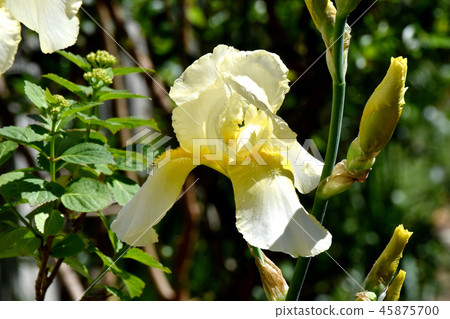 在三鷹中原開花的黃色虹膜 在三鷹中原開花的黃色虹膜 45875700