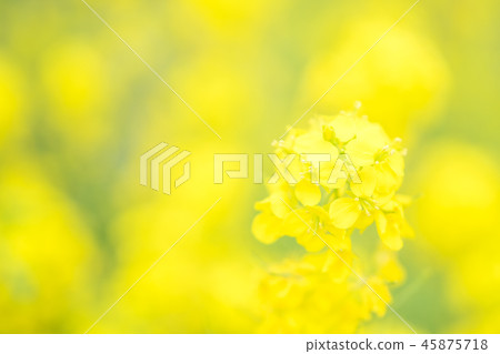 強姦開花 強姦開花 45875718