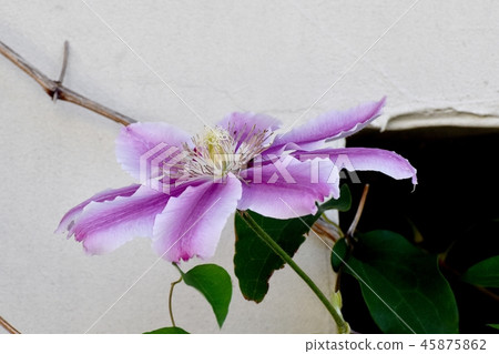 Purple Clematis blooming in Mitaka Nakahara Purple Clematis blooming in Mitaka Nakahara 45875862