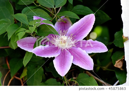 Purple Clematis blooming in Mitaka Nakahara Purple Clematis blooming in Mitaka Nakahara 45875863