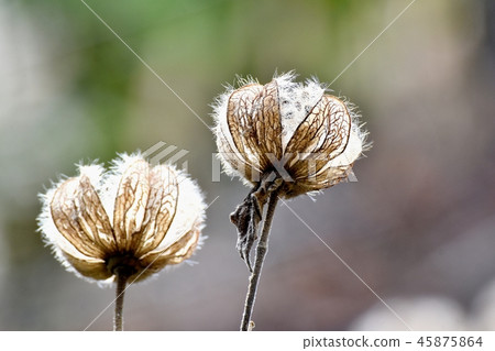 Fuyo的種子莢，將是三鷹中原 45875864