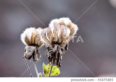 Fuyo的種子莢，將是三鷹中原 45875865