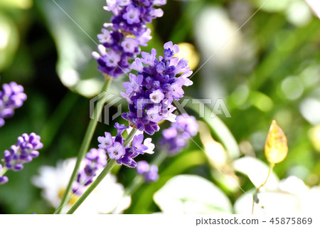 Lavender blooming in Mitaka Nakahara (English) 45875869