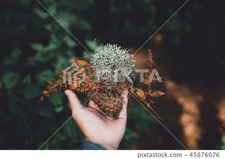 Conifer cone And fern in the jungle,Hand is holdin Conifer cone And fern in the jungle,Hand is holdin 45876076