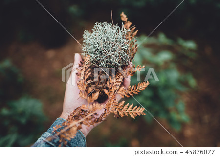 Conifer cone And fern in the jungle,Hand is holdin Conifer cone And fern in the jungle,Hand is holdin 45876077