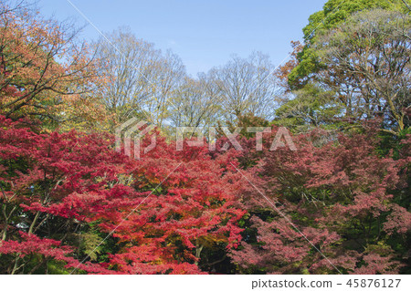 秋葉季節小石川後樂園 秋葉季節小石川後樂園 45876127