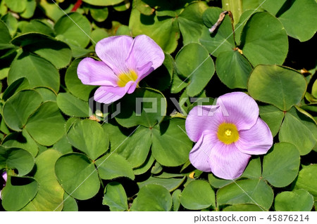 在三鷹中原盛開，Oxalis legnery 45876214
