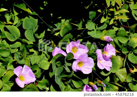 在三鷹中原盛開,Oxalis legnery 在三鷹中原盛開,Oxalis legnery 45876218