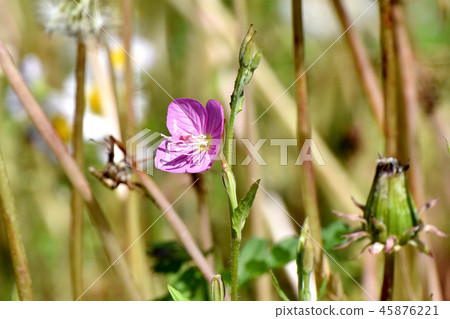 Yuge Shaw blooming in Mitaka Nakahara (Akabana Yuge Shaw) 45876221