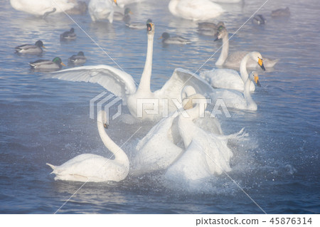 Beautiful white whooping swans Beautiful white whooping swans 45876314