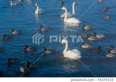 Beautiful white whooping swans Beautiful white whooping swans 45876318