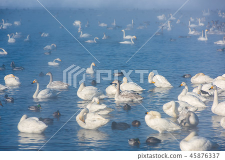 Beautiful white whooping swans Beautiful white whooping swans 45876337