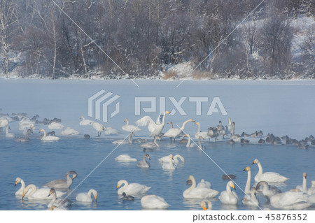 Beautiful white whooping swans Beautiful white whooping swans 45876352