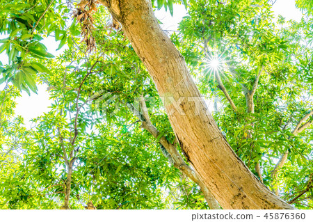 Forest medium trees. Sunlight Midori Aichido. Solar light and emergency eyelids. Conservation great natural trees vital. 45876360