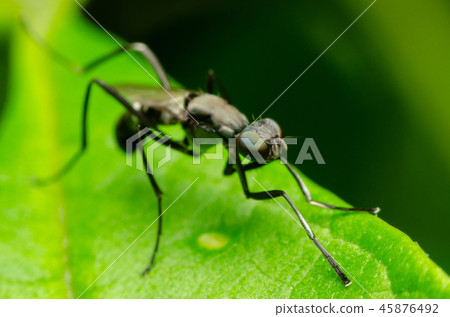 macro insect in the nature with dark background 45876492