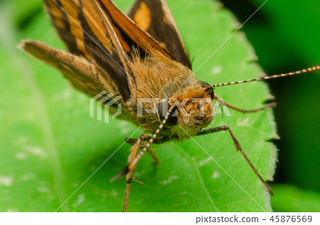 Hesperiidae on green leaf at outdoor garden 45876569