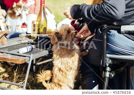 Dog / Chiwapu for a snack at the campsite 45876838