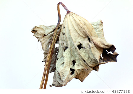 枯萎的荷葉 枯萎的荷葉 45877158