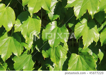 Ivy leaves Ivy leaves 45877220