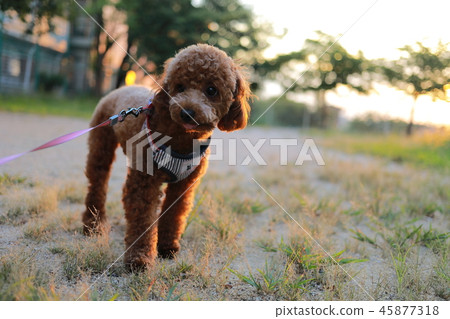 toy poodle  45877318