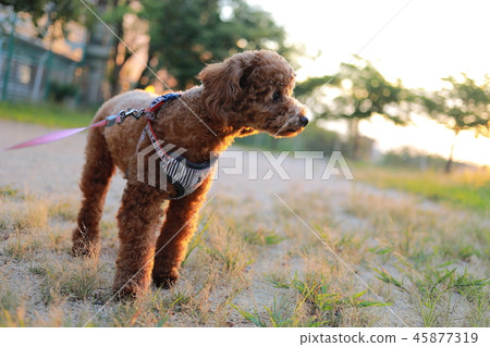toy poodle  45877319