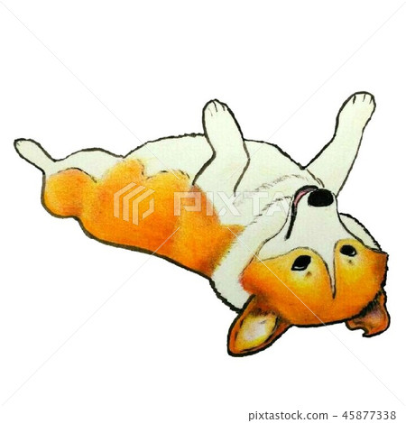 柯基犬露出她的肚子，躺著 45877338
