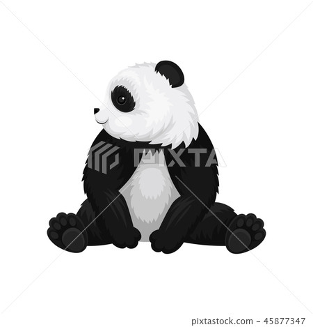 Big young panda sitting and looking around. Black and white bamboo bear. Cute exotic animal. Flat Big young panda sitting and looking around. Black and white bamboo bear. Cute exotic animal. Flat 45877347