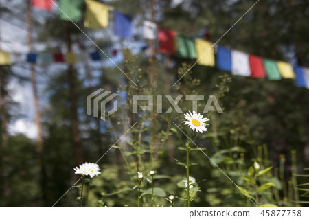 Chamomile in pine forest and Colorful prayer flags 45877758