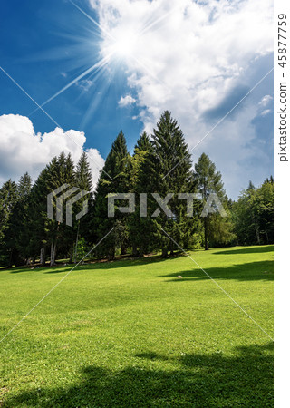 Evergreen Trees in Summer - Trentino Italy 45877759