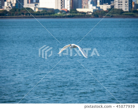 bird at riverside 45877939