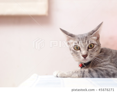 asian kitten grey and black stripes home cat  45878271